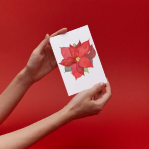 Poinsettia La fleur de Noël